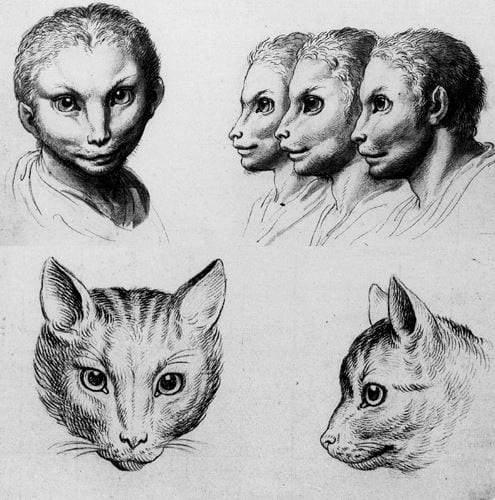 如果人类由兔子进化的 会变成《疯狂动物城》