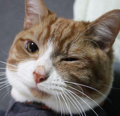 萌物系列 眨眼猫 猫咪也会wink了～^.图片